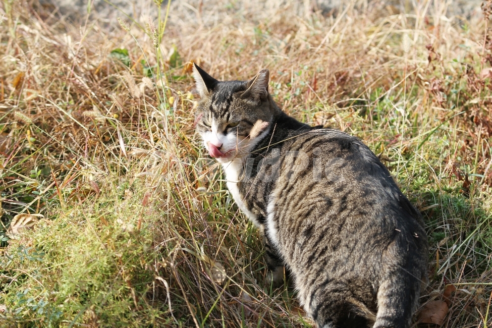 고양이,길고양이,공원,동물,감성사진,고양이표정,동물,animal,포유류,mammal,고양이,cat,kitten,kitty