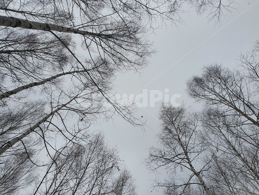 인제,인제자작나무숲,자작나무숲,나무숲,나무,tree