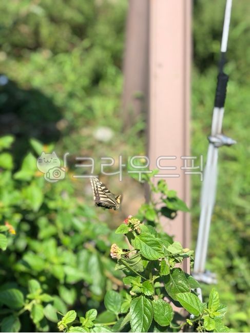 나비,animal,butterfly,날아가는나비,날개짓하는나비,날개짓,호랑나비,fly,곤충