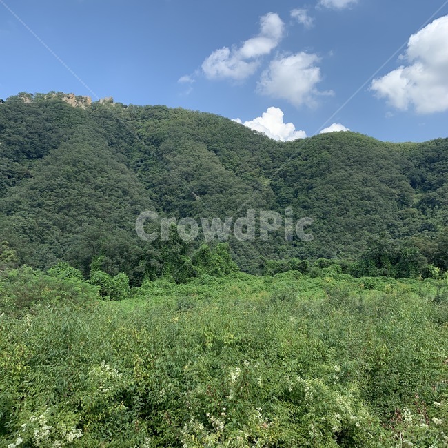 풍경,자연,여름,초록,싱그러운,green,nature
