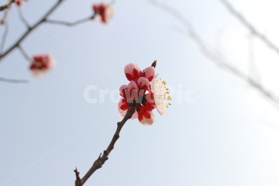 감성사진,봄,풍경사진,매화,꽃,하늘,자연,풍경,daily,flower,pink,spring,봄,계절,spring,season,식물,자연,plants,nature,꽃,flower,plant