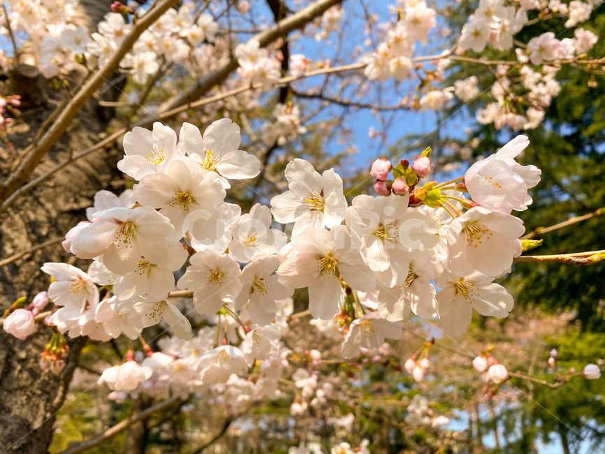 벚꽃,꽃,봄꽃,봄,flower,plant,식물,nature,자연,blossom