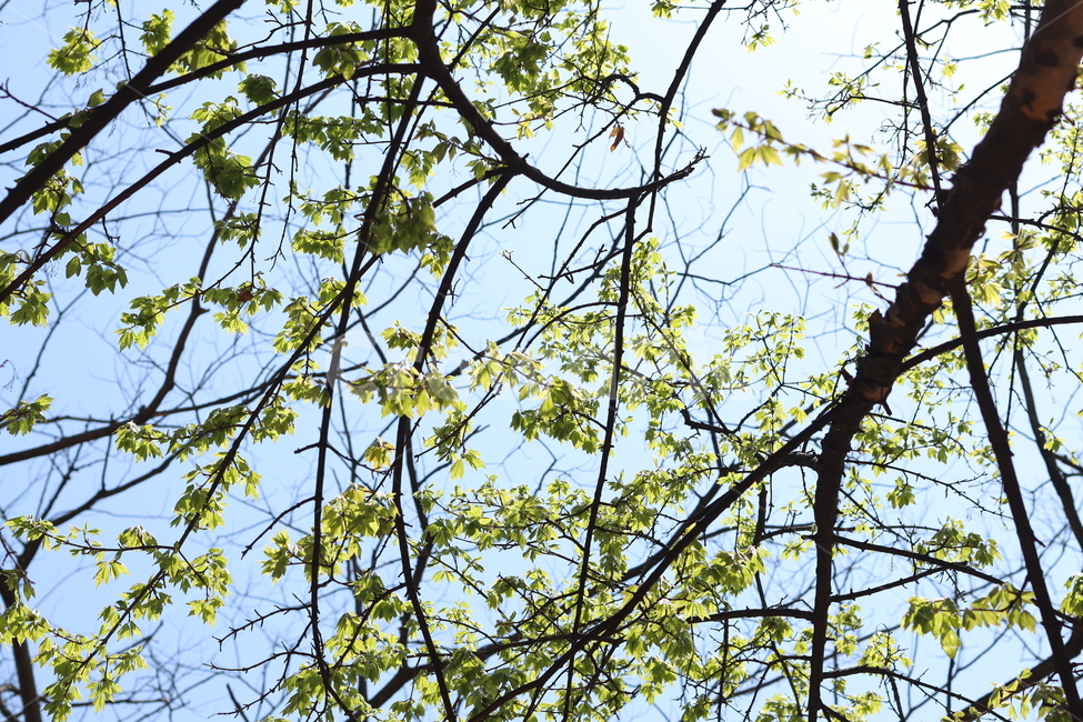 나무,잎사귀,봄,새싹,하늘,자연,풍경,nature,landscape,나무,trees,wood,plant,식물,tree