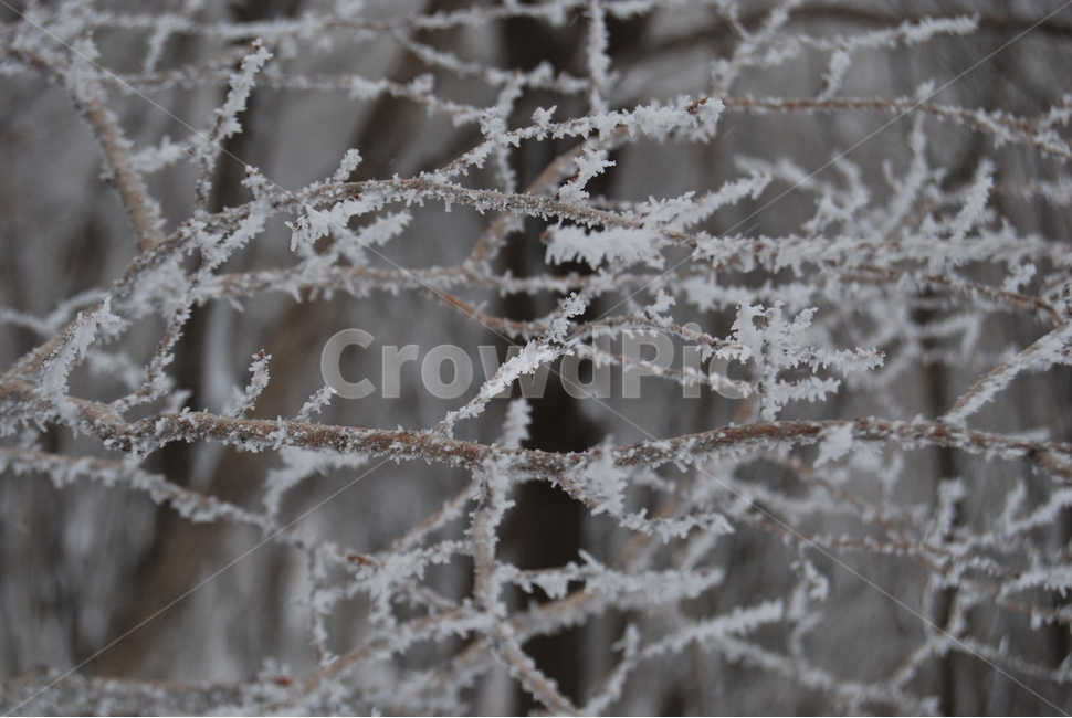 축령산,겨울,자연휴양림,눈,탐방로,겨울,계절,winter,season,식물,자연,plants,nature