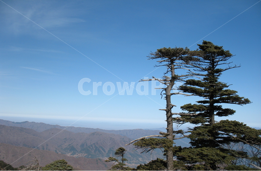 지리산,주목,주능선,통천문,천왕봉주목,자연,풍경,nature,landscape,한국자연풍경,한국자연경관,korea nature landscape,식물,plants,나무,trees,wood,plant,tree,outdoors,옥외