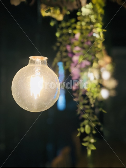 전구,데코레이션,분위기,빛,식물,꽃