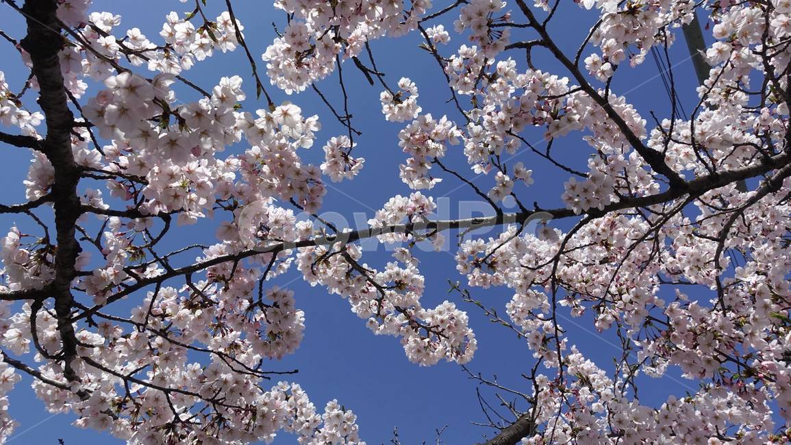 봄,벚꽃,꽃,꽃송이,blossom,flower,cherryblossom,pink,핑크,분홍,봄꽃