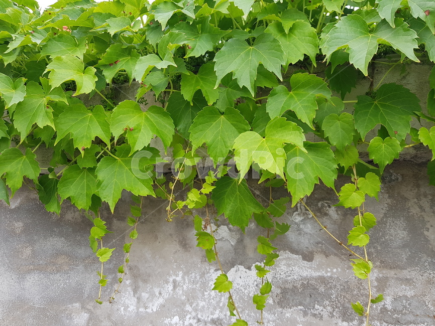 담쟁이,식물,plant,잎,leaf,담장,넝쿨