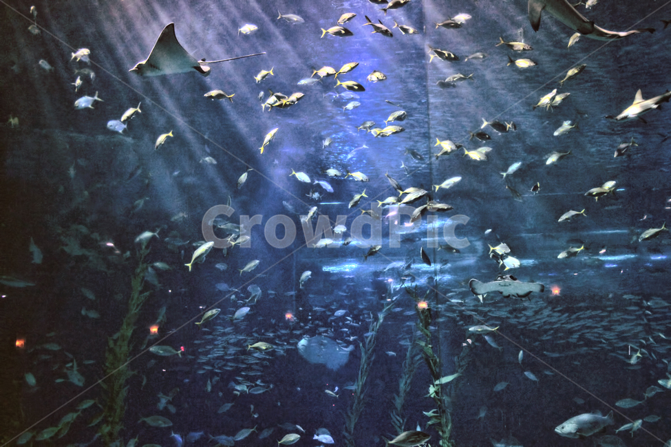제주도,바다,물고기,수족관,아쿠아리움,동물,animal,어류,물고기,fish