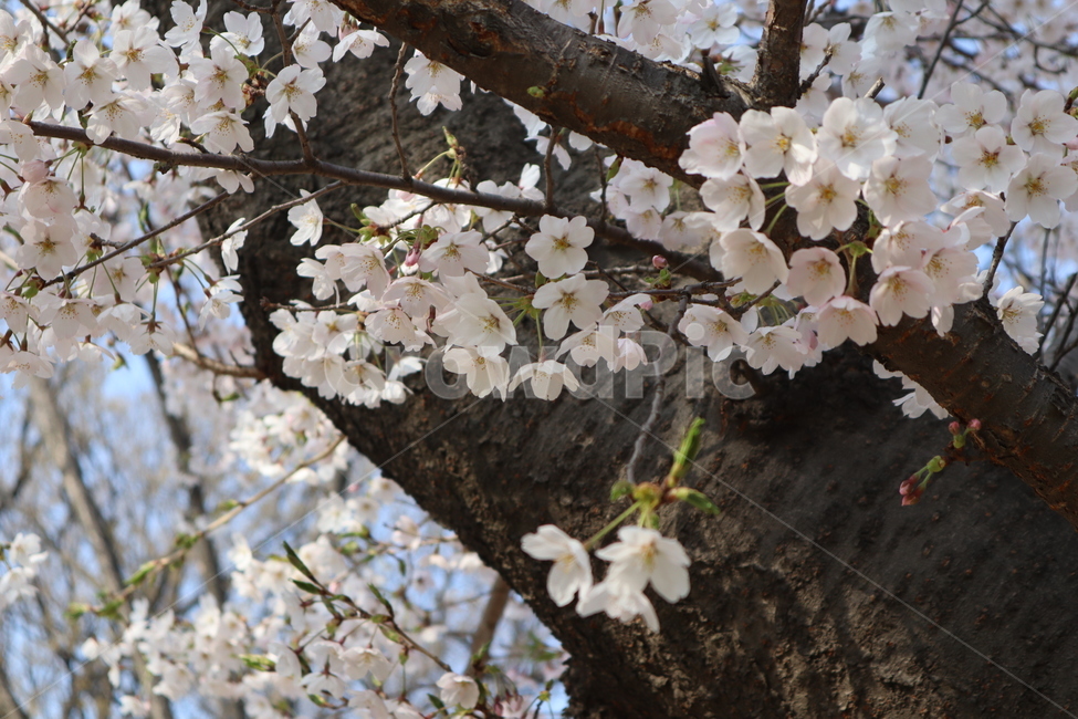 cherryblossoms,벚꽃,봄,꽃,분홍꽃