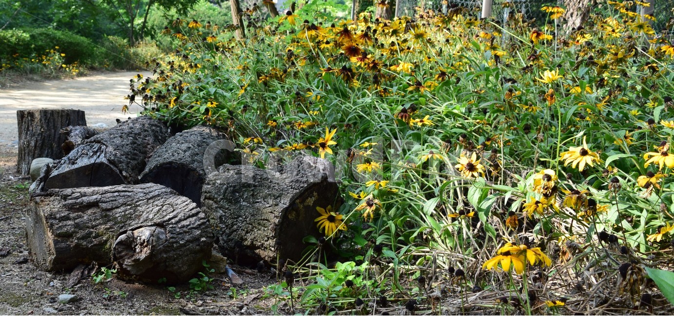 꽃,꽃들,자연,아름다움,장식,노랑,노란색,나무,배경화면,flowers,flower,nature,beautiful,bright,decoration,background,floral,tree,yellow,식물,자연,plants,nature,꽃,flower