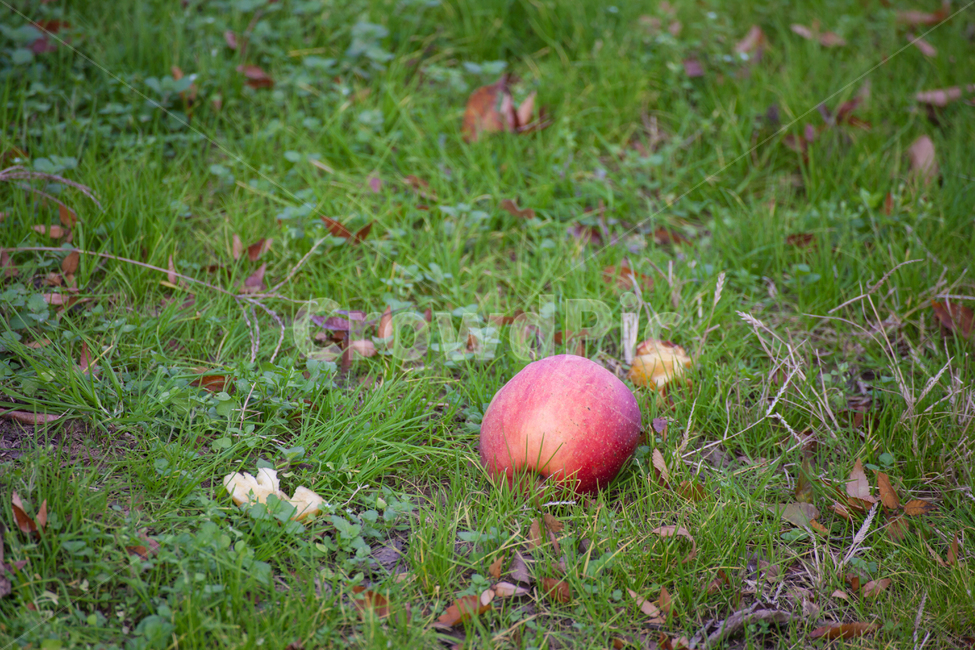 사과,과수원,빨간색,가을,apple,추석,당도최고,건강,비타민c,과실수,자연,자연이준선물,과일,추수,부사,식재료,식품,나무,열매,tree,apples,orchard,autumn,trees,field,background,fruit,organic,branch,green,ripe,fall,red,landscape,sky,natural,crop,leaf,season,farm,grass,farming,sunny,nature,color,healthy,food,fresh,과일,열매,fruit