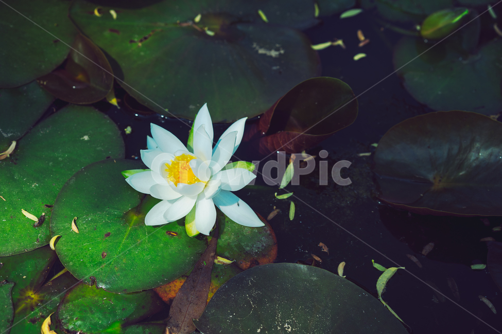 꽃,봄,봄꽃,자연,감성,식물,자연,plants,nature,꽃,flower