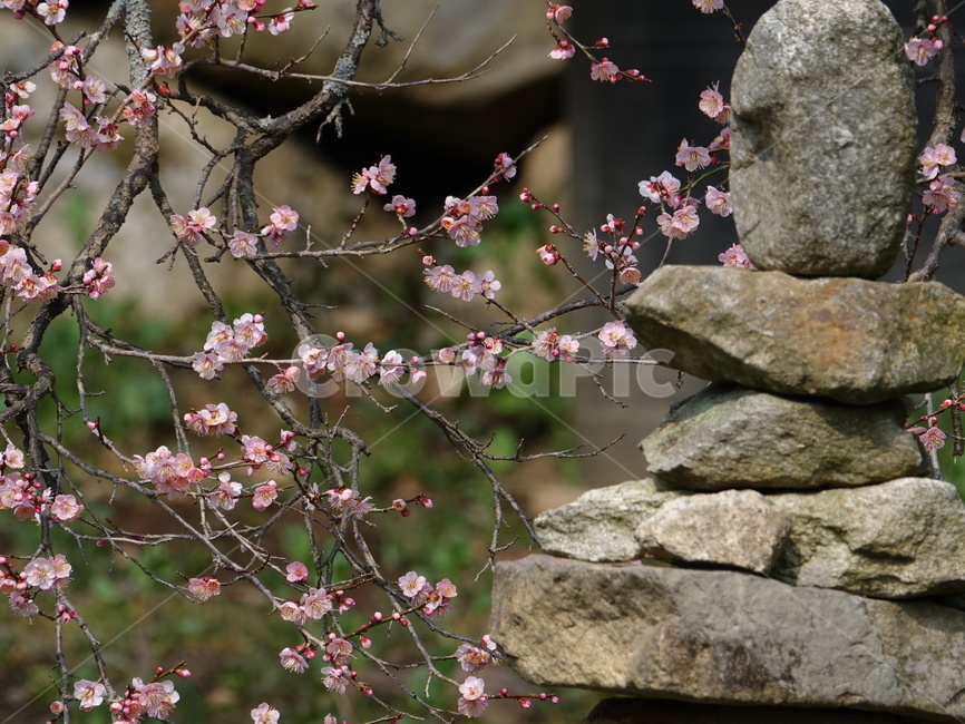 봄,꽃,선암사,홍매화,매화,flower,blossom