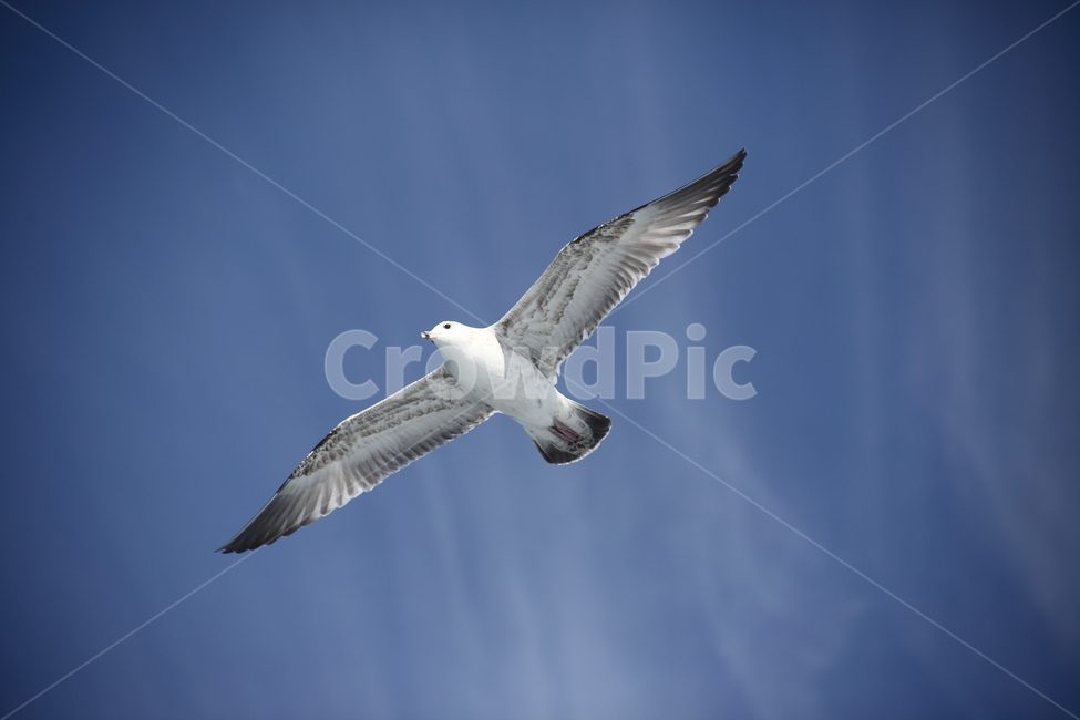 갈매기,바다새,대형조류,commongull,mewgull,laruscrassirostris,괭이갈매기,동물,animal,조류,새,birds
