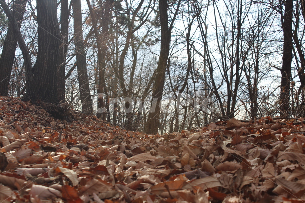 ground,바닥,tree,나무,leaf,잎