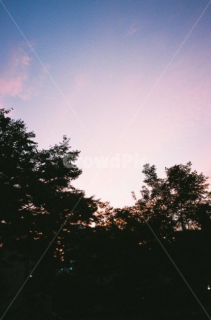꽃,필름,풍경,노을,감성사진,필름카메라,자연,film,filmcamera,nature,landscape,colorful,pinksky,sky,sunset,flower,자연,풍경,nature,landscape,색깔,색상,색채,색감,color sense,color sensitivity,feeling of color,silhouette,실루엣