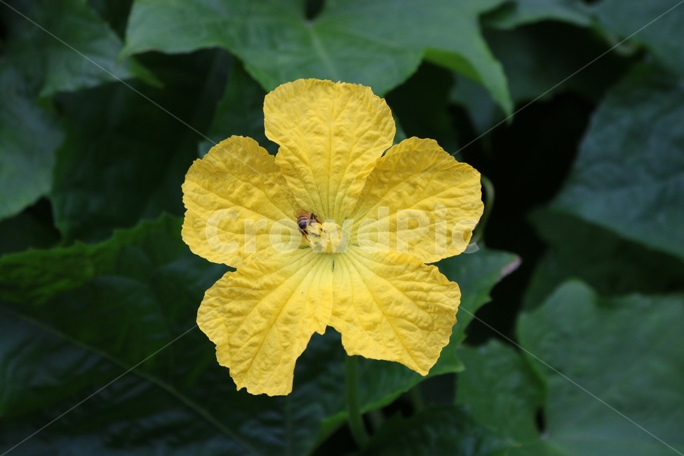 꽃,식물,자연,벌,호박꽃,노랑,초록,곤충,flower,hana,plants,shokubutsu,nature,bee,hachi,pumpkinflower,kabochanohana,yellow,kiiro,green,midori,insect,konchuu,식물,자연,plants,nature,꽃,flower