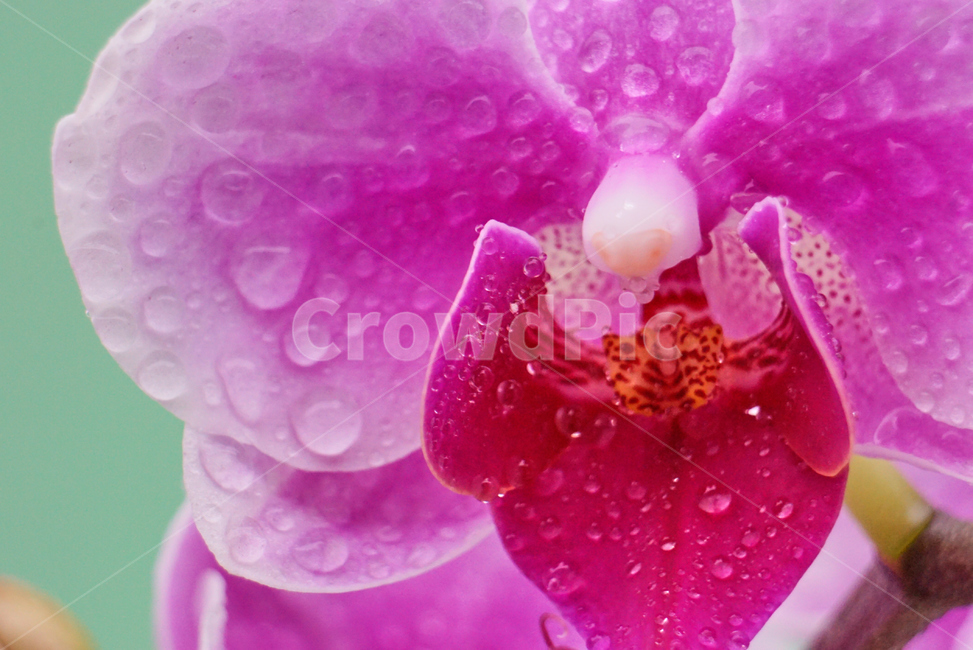 호접란,서양난,꽃,접사,생화,화분,plant,nature,flower,초접사