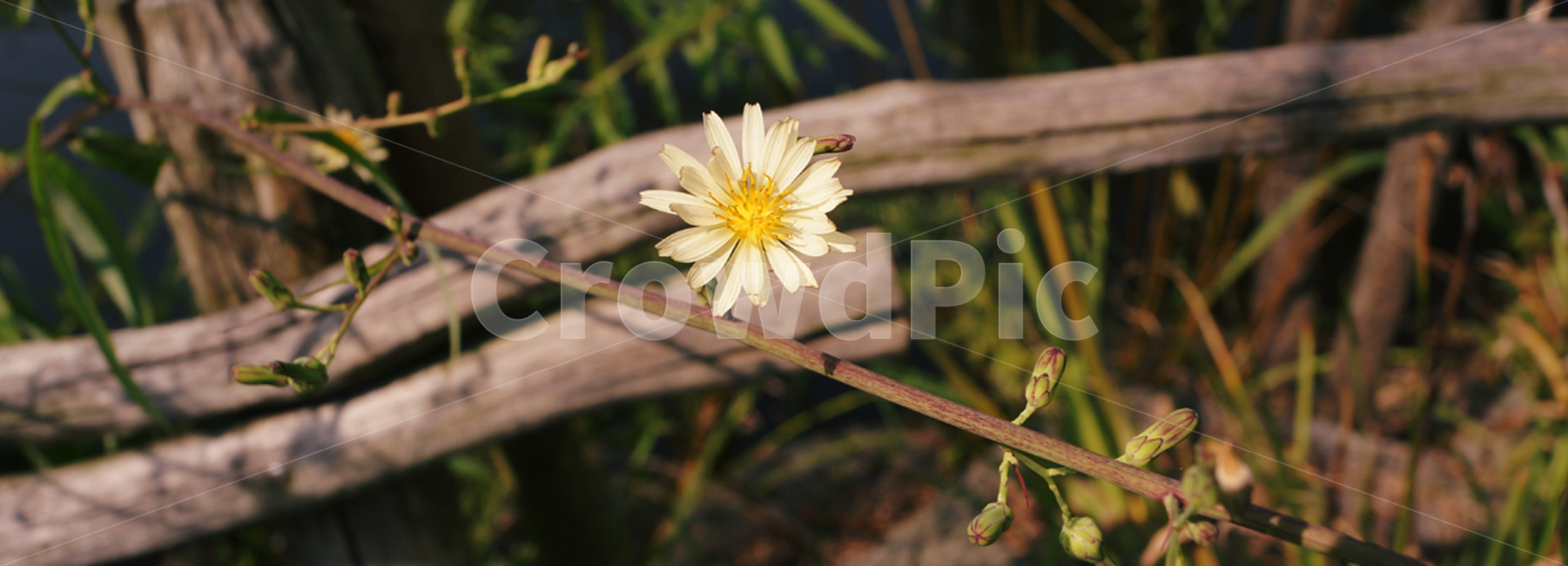 plant,식물,flower,꽃,blossom,여름,자연