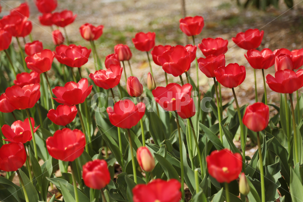튤립,꽃밭,봄,tulip,꽃,flower,식물,plant,red,빨간튤립,빨간색