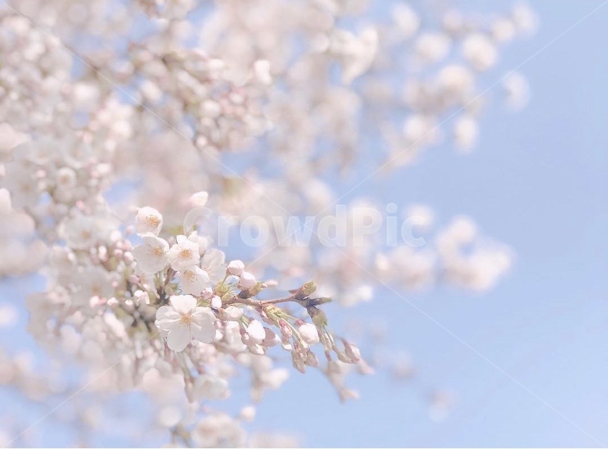 봄,벚꽃,감성,색감,분홍분홍,꽃,식물,봄,계절,spring,season,식물,자연,plants,nature,꽃,flower