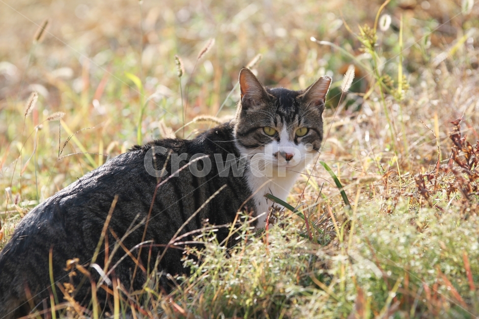 고양이,길고양이,공원,동물,감성사진,고양이표정,동물,animal,포유류,mammal,고양이,cat,kitten,kitty