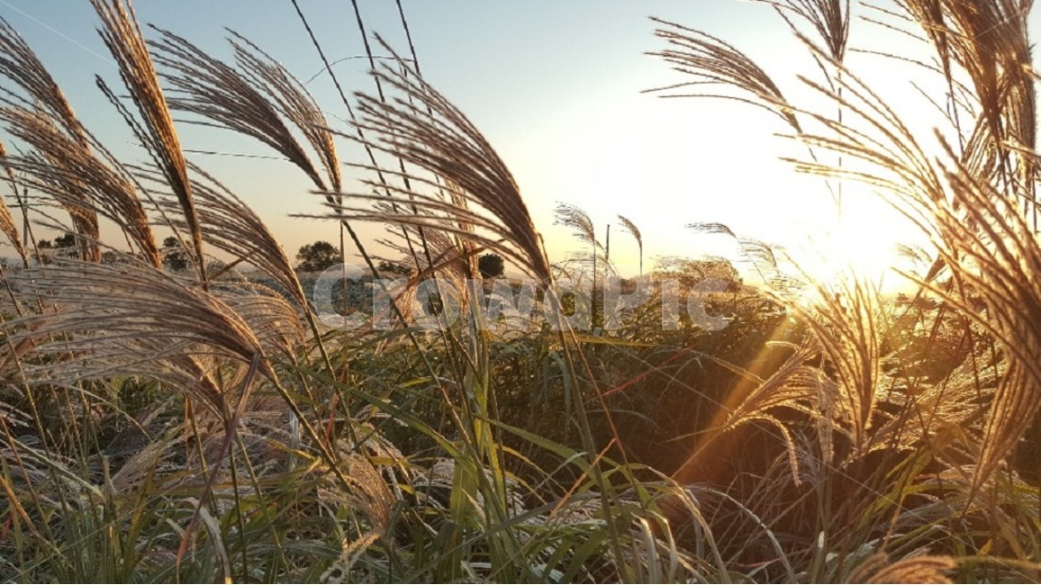 가을,갈대,해질녘,식물,plant,autumn