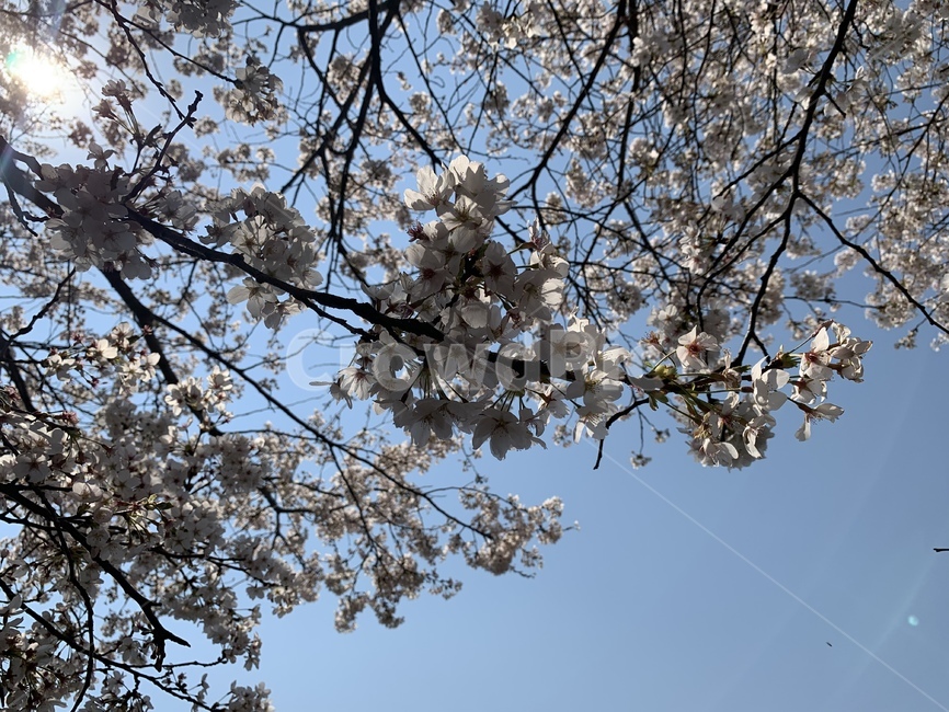 벚꽃,꽃,봄,나무,자연,봄,계절,spring,season,plant,식물,blossom,flower