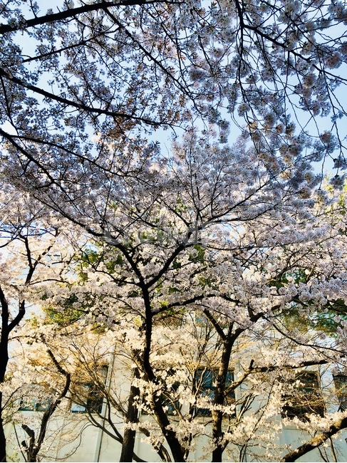 꽃,벚꽃,blossom,flower,plant,식물