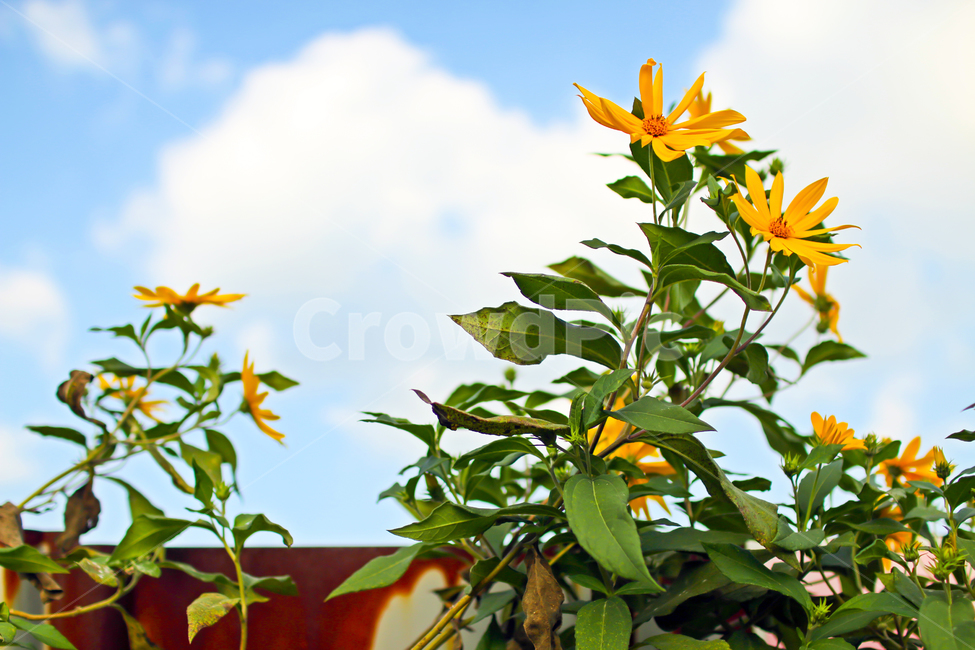꽃,가을,하늘,노랑색,파란하늘,철문,담장,초록색,plant,식물,blossom,flower,녹슨,철제,구름,오래된,오후,식물,자연,plants,nature,꽃,flower