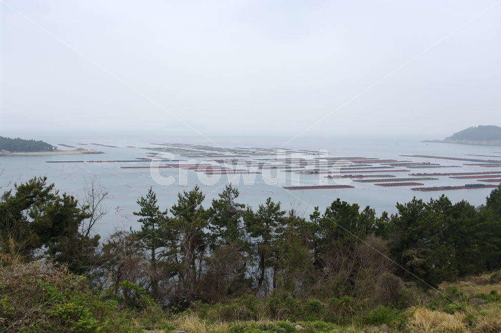 나무,소나무,식물,plant,자연,nature,섬,바다,풍경,자연,풍경,nature,landscape,산업,industry,industrial,어업,fishery,fishing industry,tree,fir,전나무,conifer,구과 식물