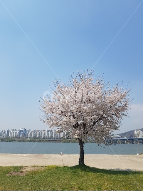 봄,봄꽃,벚꽃,벚꽃나무,풍경