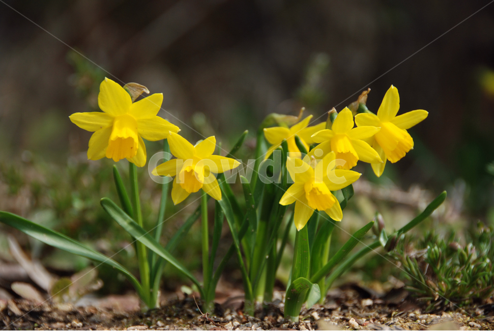 꽃,아기꽃,자연,봄,식물,아름다움,봄,계절,spring,season,식물,자연,plants,nature,꽃,flower,plant,blossom
