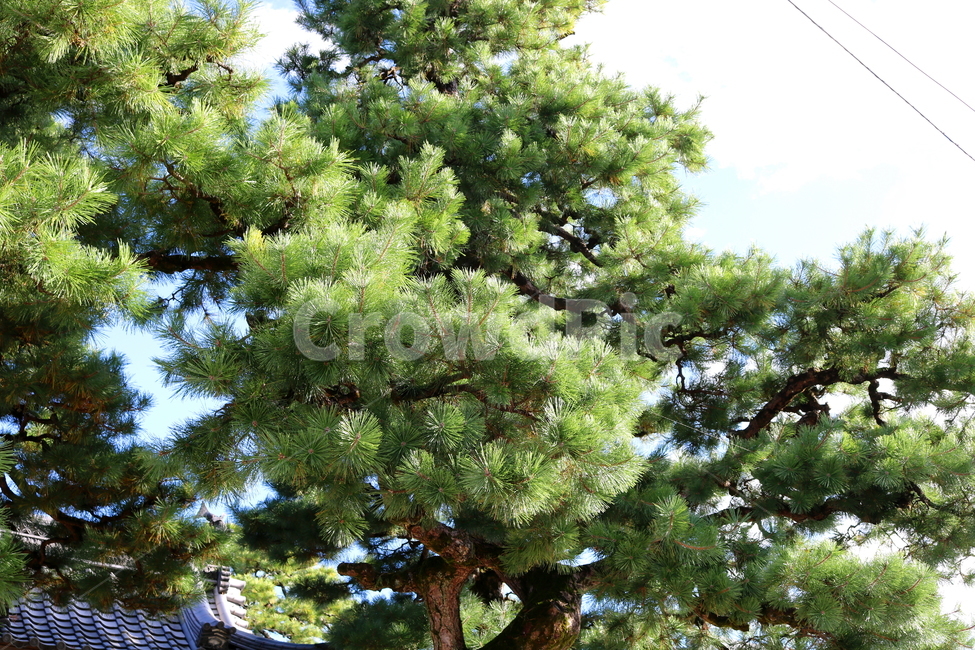 소나무,나무,식물,자연,침엽수,사계절나무,나무,trees,wood