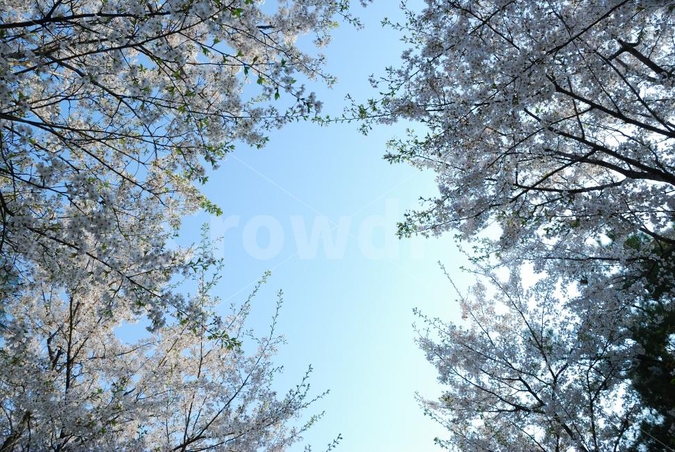 벚꽃,봄,축제,공원,산,조경,하늘,하얀,나무,꽃,자연,풍경,nature,landscape,봄,계절,spring,season,plant,식물,tree,tree trunk,나무 줄기