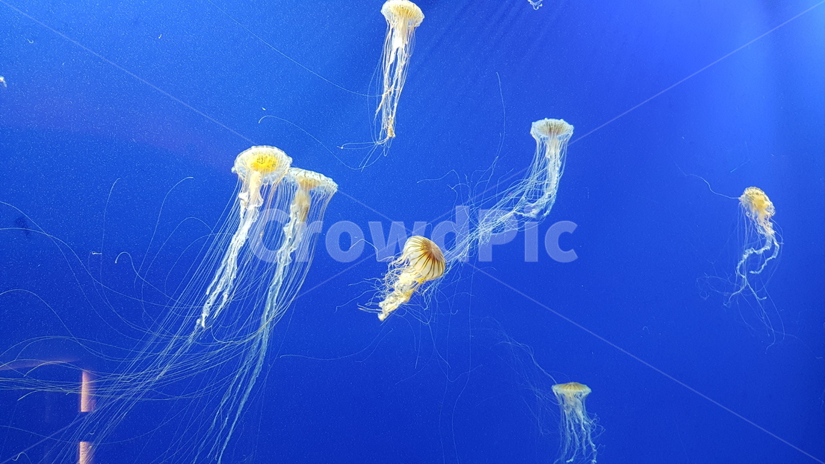 해파리,수족관,아쿠아리움,jellyfish,aquarium,seajelly