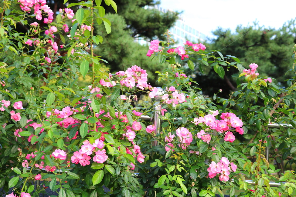 장미,장미꽃,꽃,식물,자연,분홍색장미,식물,자연,plants,nature,꽃,flower
