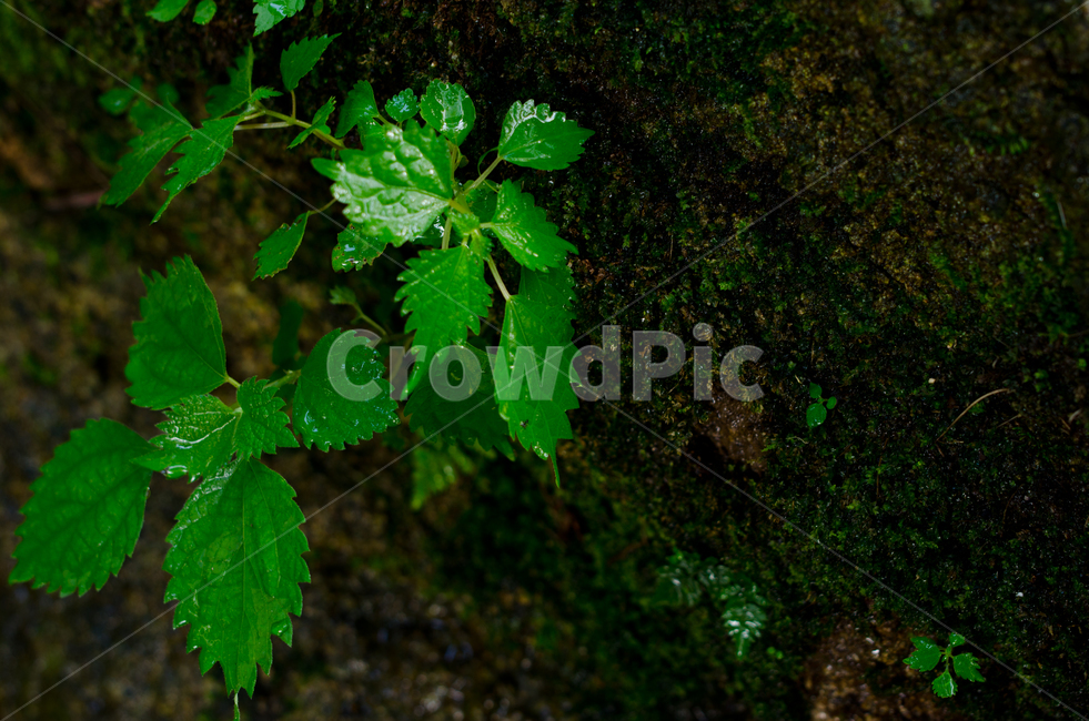 풀,이끼,자연,초록,물,배경화면,여름,계곡,summer,grass,moss,natural,green,water,velly,촉촉한,moist,싱그러운,fresh