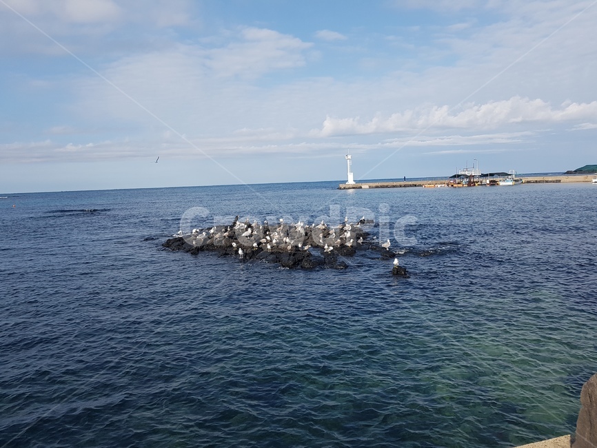 바다,새,등대,하늘,제주,sea,sky,화창한,bird,자연,해안가,날씨,사람없는풍경,계절