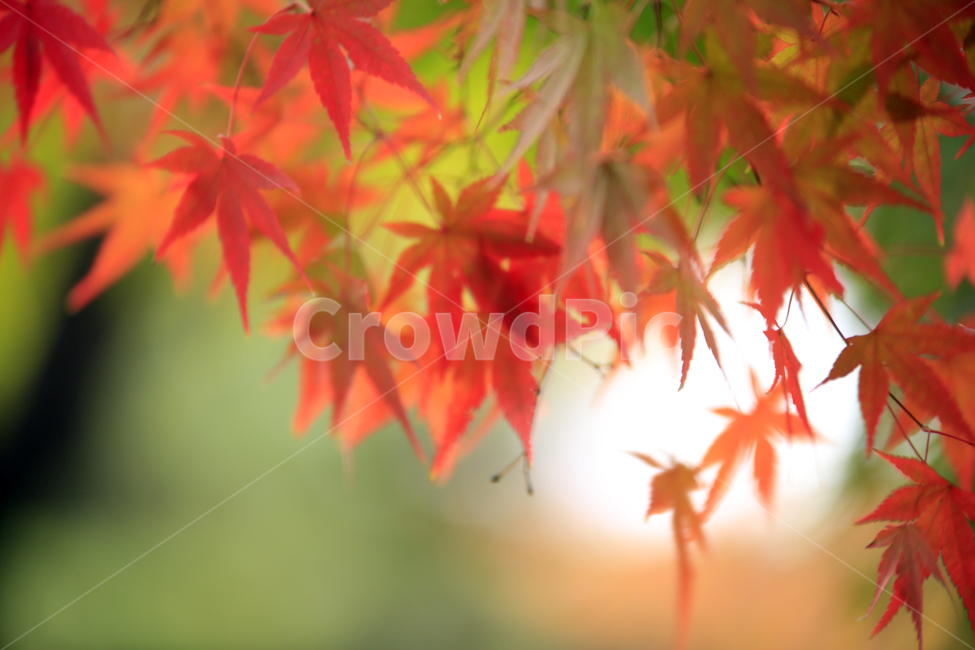 낙엽,단풍,가을단풍,붉은단풍,단풍잎,가을,계절,fall,autumn,season,plant,식물,leaf,잎,tree,나무,maple