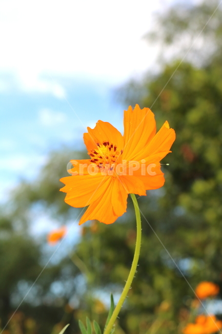 꽃,금계국,금계국꽃,국화,식물,국화과,야생화,자연,식물,자연,plants,nature,꽃,flower