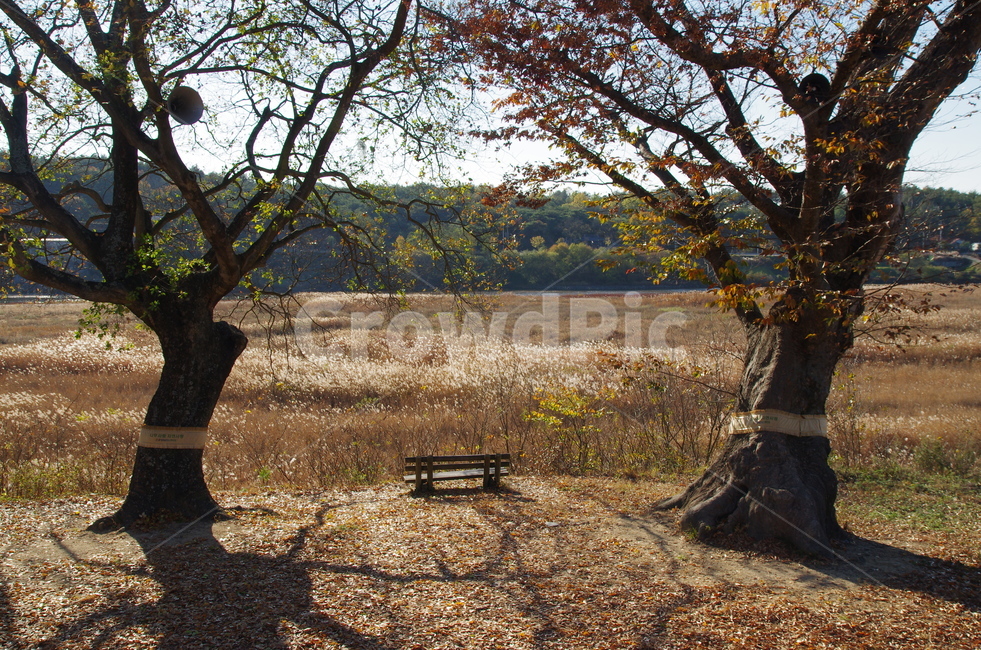 벤치,나무,풍경,감성,단풍,가을,자연,풍경,nature,landscape,tree,plant,식물,tree trunk,나무 줄기,ground,바닥