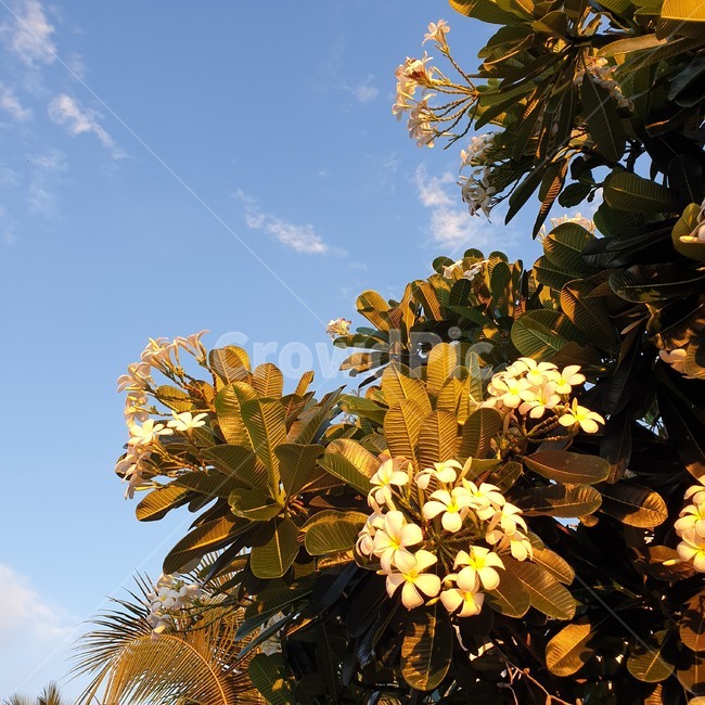 plant,식물,leaf,잎,꽃,하늘,flower