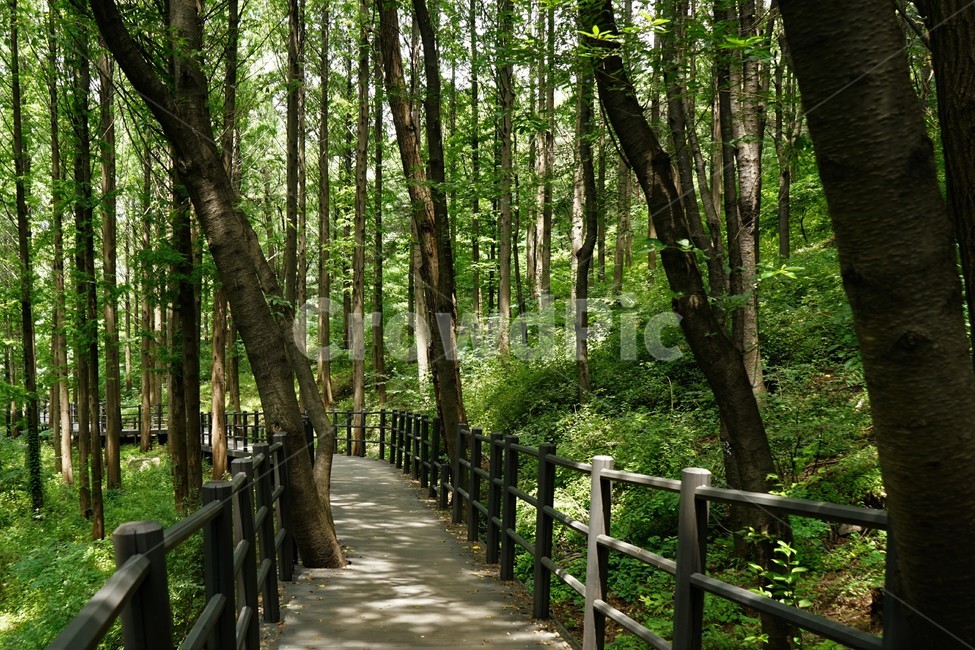 숲,자연,그늘,나무,녹음,녹색,forest,nature,shodow,trees,green,힐링,휴식,시원함,고요함,healing,relaxation,cool,calm,forestbathing,freshness,자연,풍경,nature,landscape,식물,plants,나무,trees,wood,bridge,다리,boardwalk,산책로,building,건물,banister,난간,handrail,railing