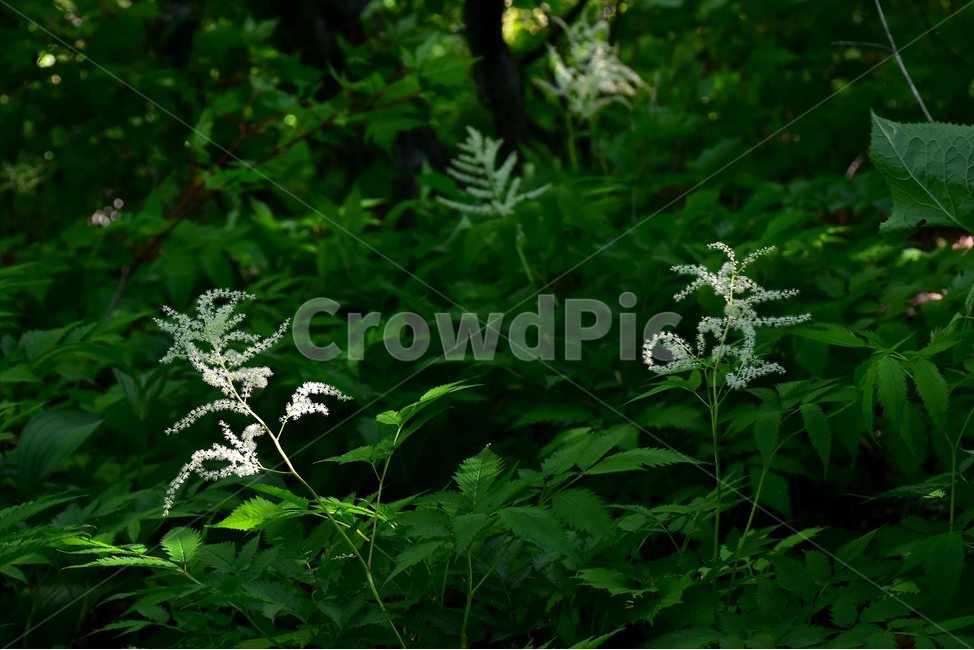 눈개승마,삼나물,야생화,꽃,식물,자연,생태,플라워,flower,plants,nature,식물,자연,plants,nature,꽃,flower