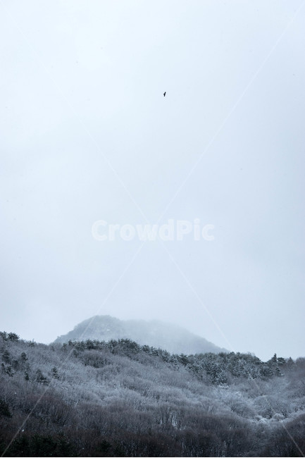 눈,산,설경,풍경,나무,눈쌓인산,눈쌓인,겨울,계절,winter,season,자연,풍경,nature,landscape,outdoors,옥외