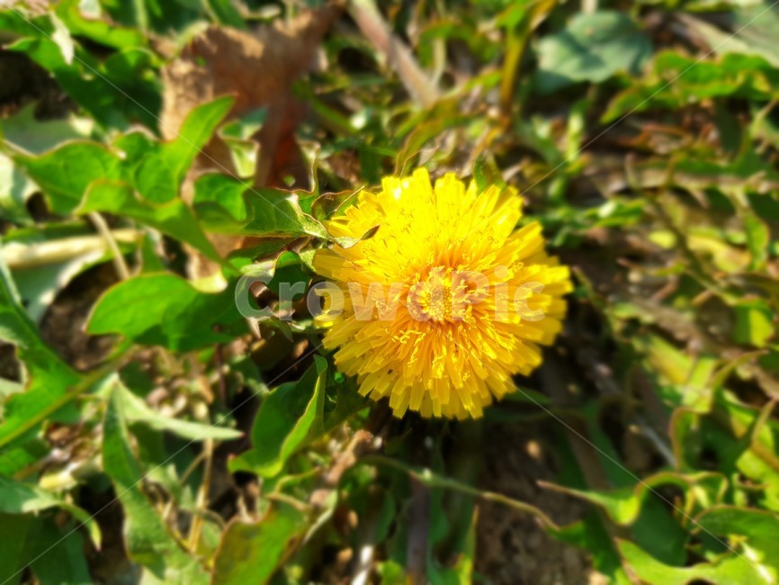 자연,들꽃,가을,꽃,식물,flower,plant,식물,자연,plants,nature,꽃,flower