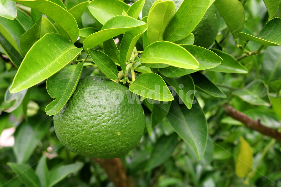 나무,귤,감귤,감귤나무,식물,과일,밀감,식물,자연,plants,nature,과일,열매,fruit