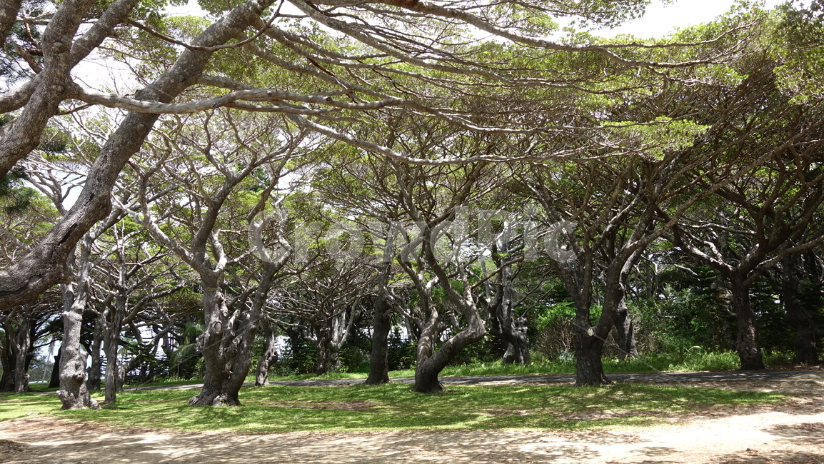 tree,나무,숲,해변,sand,beach,forest,카누메라해변,일데팡,일데빵,뉴칼레도니아,신혼여행
